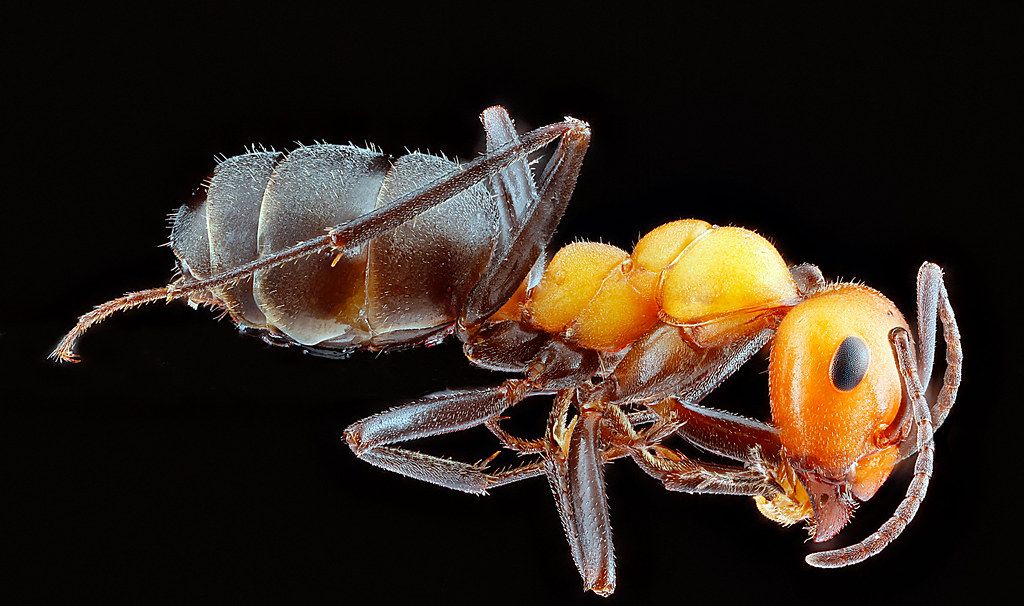 Ant Control service in Cincinnati, OH
