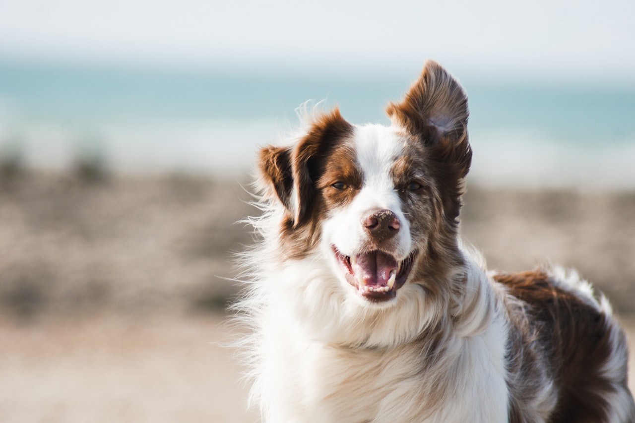 Flea & Tick Control service in Cincinnati, OH