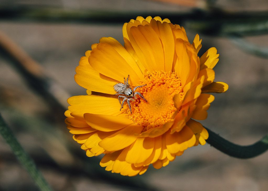 Spider Control service in Cincinnati, OH